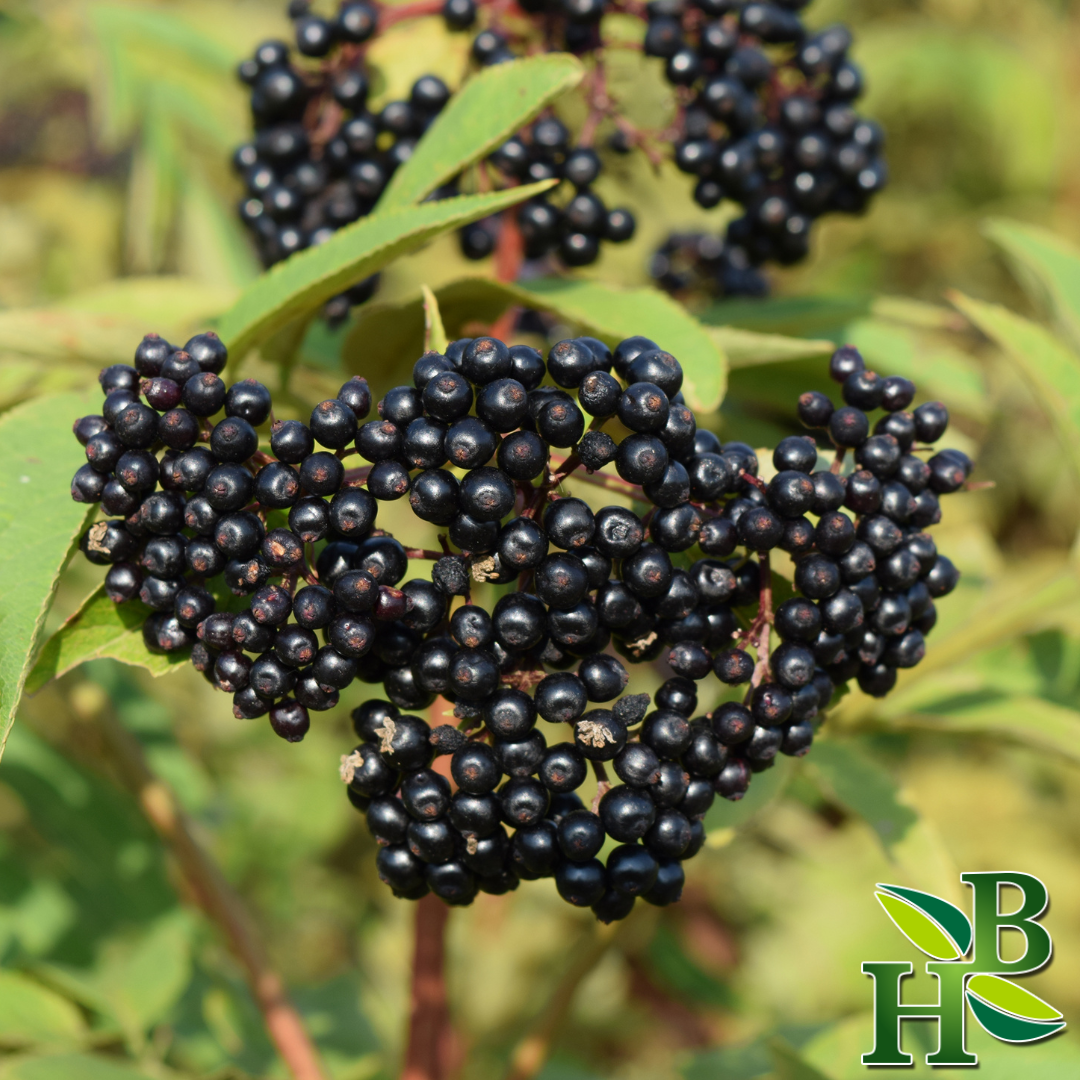 Organic Elderberry Whole 4oz